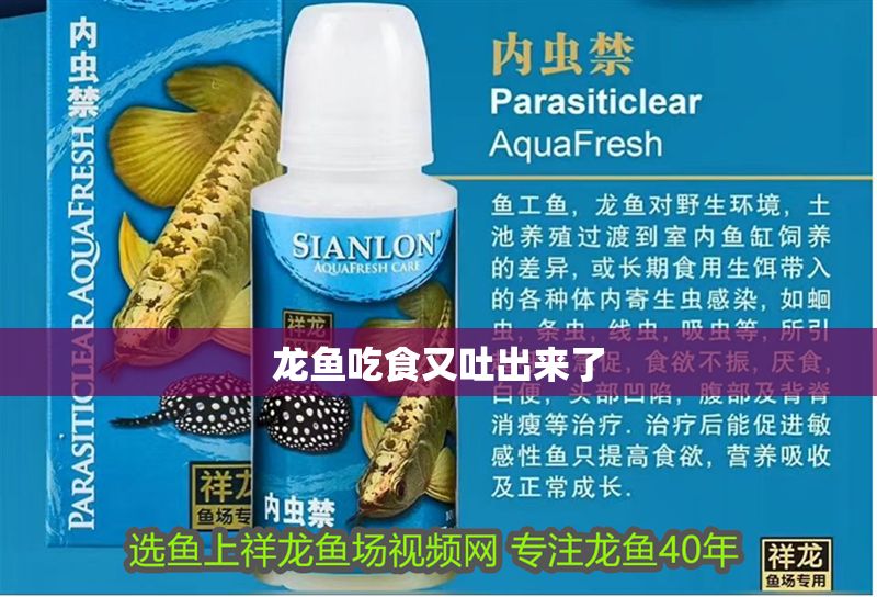 龍魚吃食又吐出來了