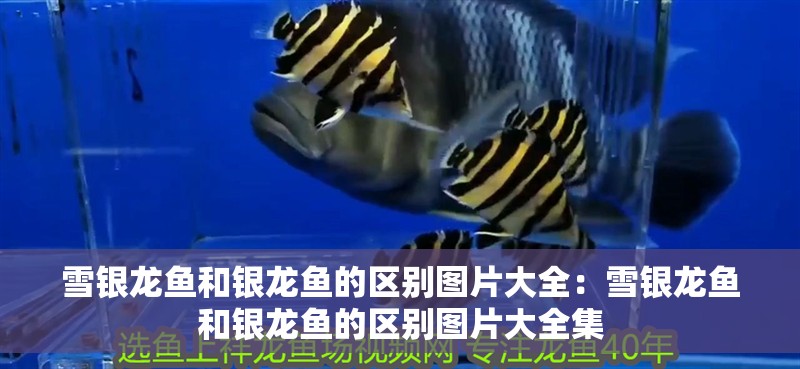 雪銀龍魚和銀龍魚的區別圖片大全：雪銀龍魚和銀龍魚的區別圖片大全集
