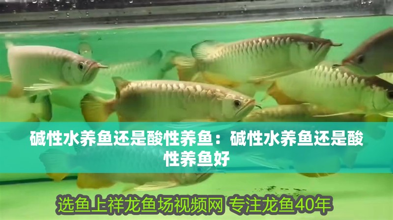 堿性水養(yǎng)魚還是酸性養(yǎng)魚：堿性水養(yǎng)魚還是酸性養(yǎng)魚好