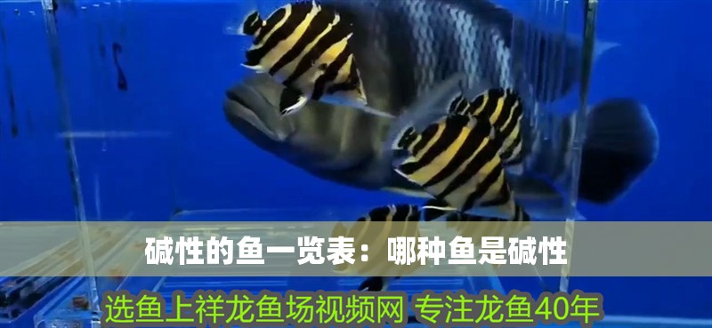 堿性的魚一覽表：哪種魚是堿性