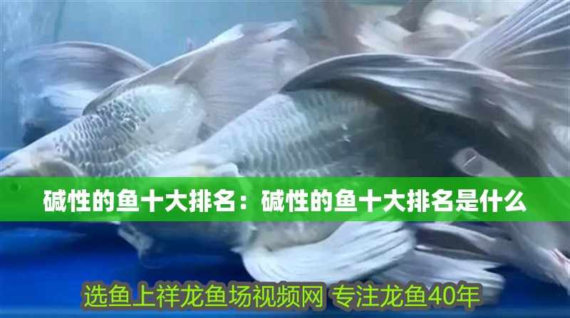 堿性的魚(yú)十大排名：堿性的魚(yú)十大排名是什么