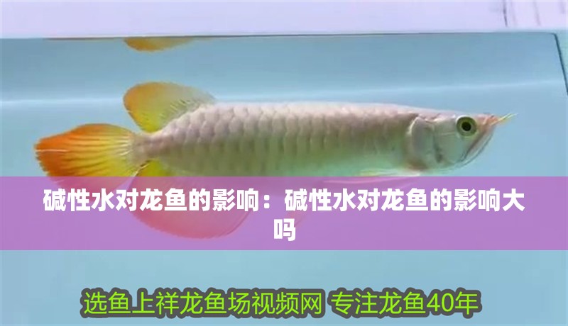 堿性水對龍魚的影響：堿性水對龍魚的影響大嗎
