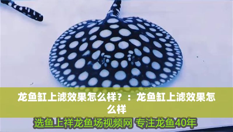 龍魚缸上濾效果怎么樣？：龍魚缸上濾效果怎么樣