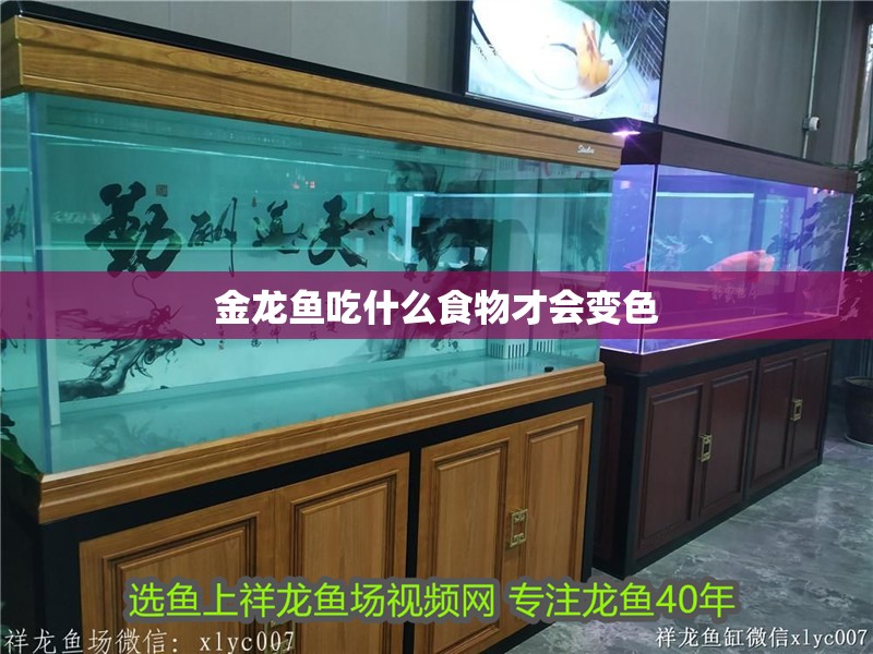 金龍魚吃什么食物才會變色