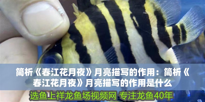 簡(jiǎn)析《春江花月夜》月亮描寫的作用：簡(jiǎn)析《春江花月夜》月亮描寫的作用是什么