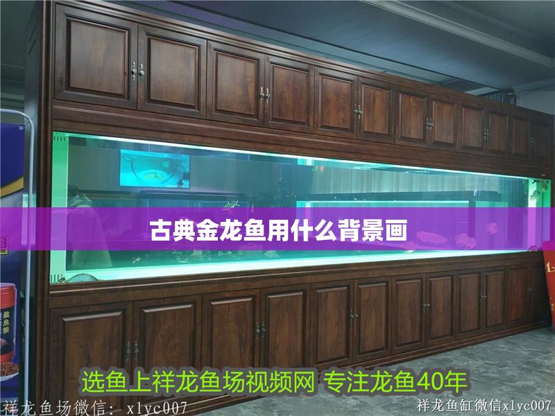 古典金龍魚用什么背景畫