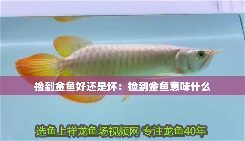 撿到金魚好還是壞：撿到金魚意味什么