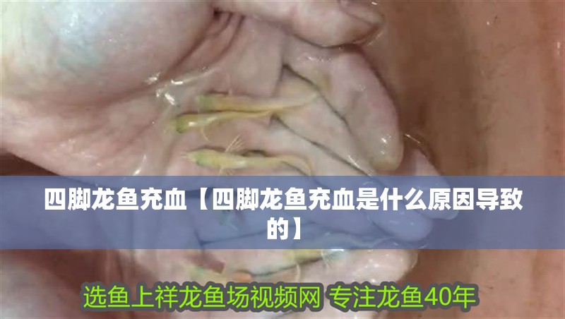 四腳龍魚充血【四腳龍魚充血是什么原因導致的】