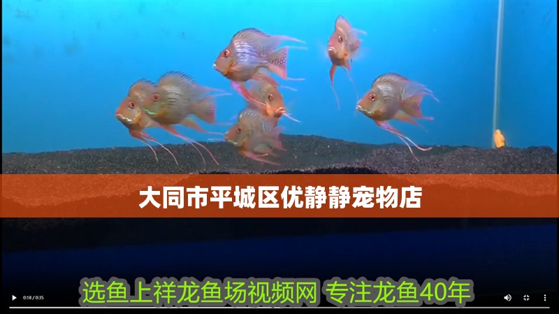 大同市平城區優靜靜寵物店