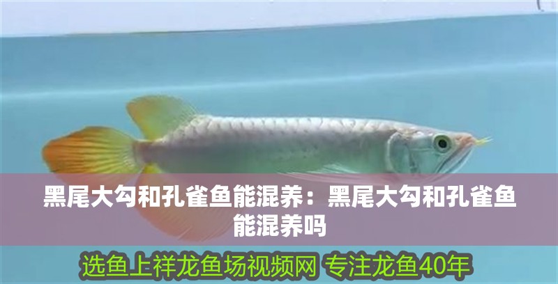 黑尾大勾和孔雀魚能混養：黑尾大勾和孔雀魚能混養嗎
