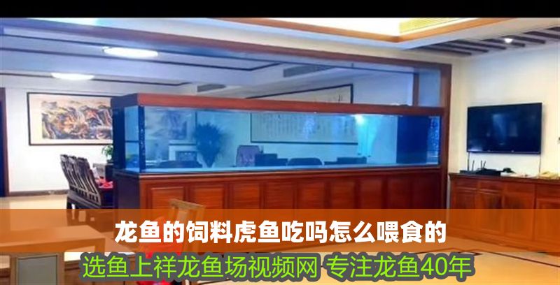 龍魚(yú)的飼料虎魚(yú)吃嗎怎么喂食的