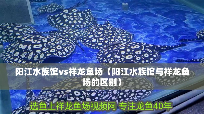 陽江水族館vs祥龍魚場（陽江水族館與祥龍魚場的區(qū)別）