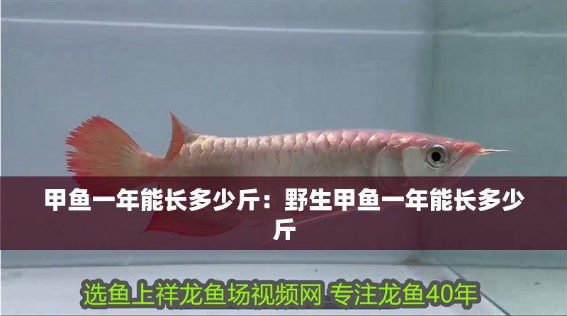 甲魚一年能長多少斤：野生甲魚一年能長多少斤