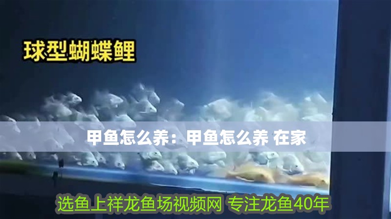 甲魚怎么養(yǎng)：甲魚怎么養(yǎng) 在家