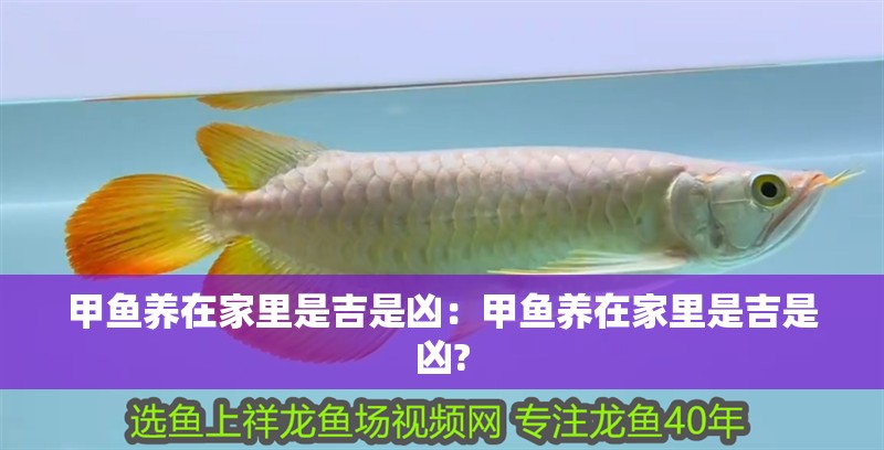 甲魚養(yǎng)在家里是吉是兇：甲魚養(yǎng)在家里是吉是兇?