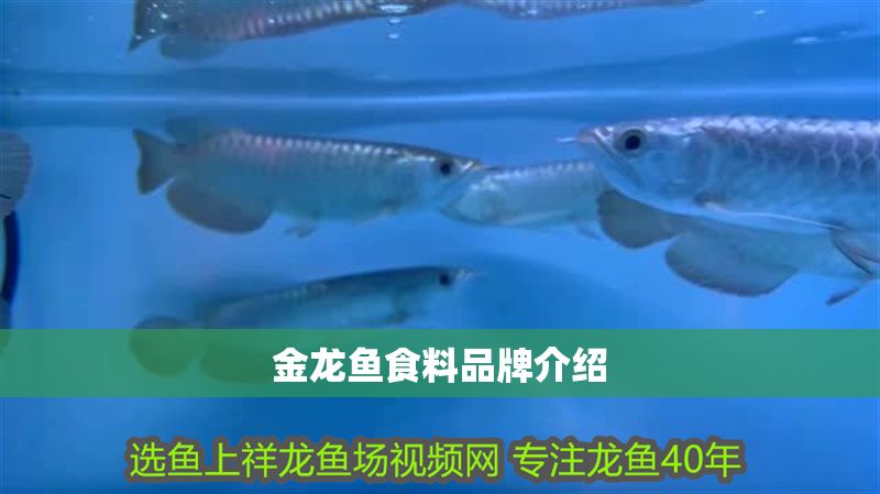 金龍魚食料品牌介紹