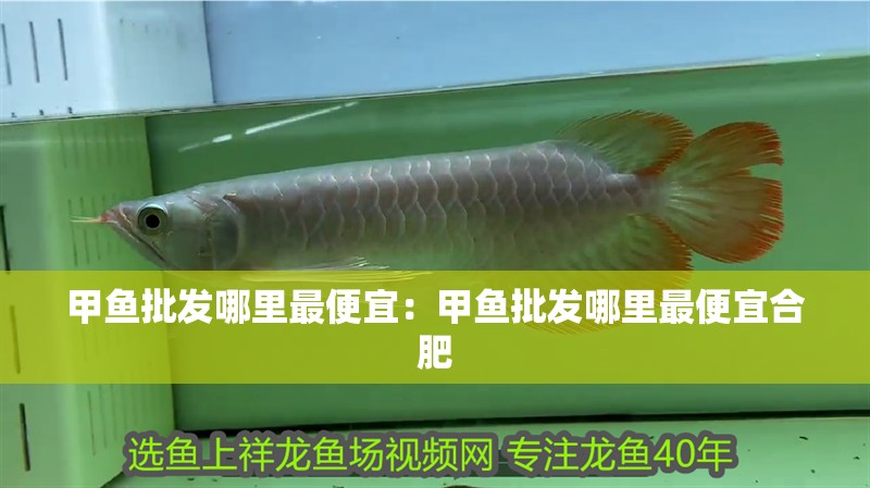 甲魚批發哪里最便宜：甲魚批發哪里最便宜合肥