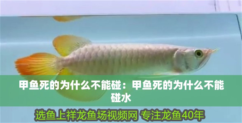 甲魚死的為什么不能碰：甲魚死的為什么不能碰水