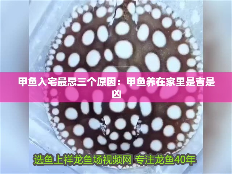 甲魚入宅最忌三個原因：甲魚養在家里是吉是兇