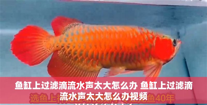 魚缸上過濾滴流水聲太大怎么辦 魚缸上過濾滴流水聲太大怎么辦視頻