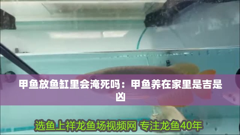 甲魚放魚缸里會(huì)淹死嗎：甲魚養(yǎng)在家里是吉是兇