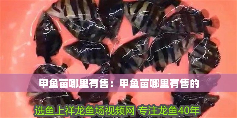 甲魚苗哪里有售：甲魚苗哪里有售的