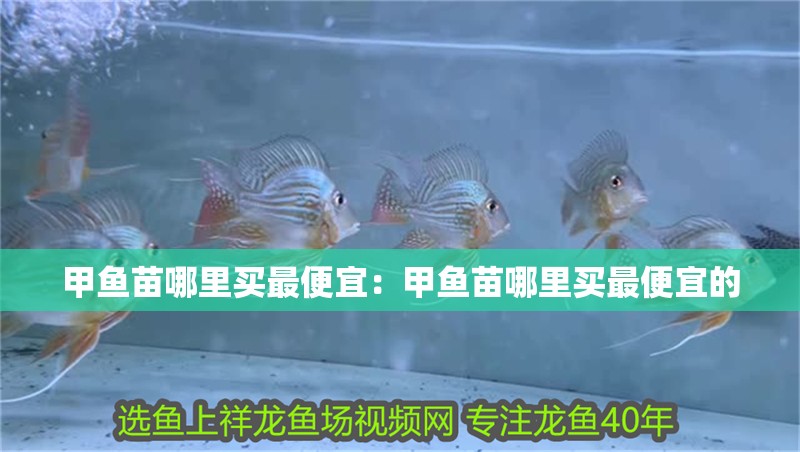 甲魚苗哪里買最便宜：甲魚苗哪里買最便宜的