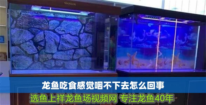 龍魚吃食感覺咽不下去怎么回事