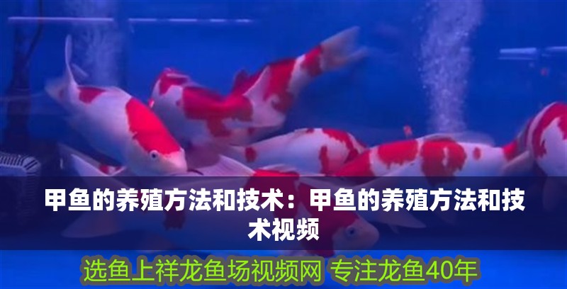 甲魚的養(yǎng)殖方法和技術(shù)：甲魚的養(yǎng)殖方法和技術(shù)視頻