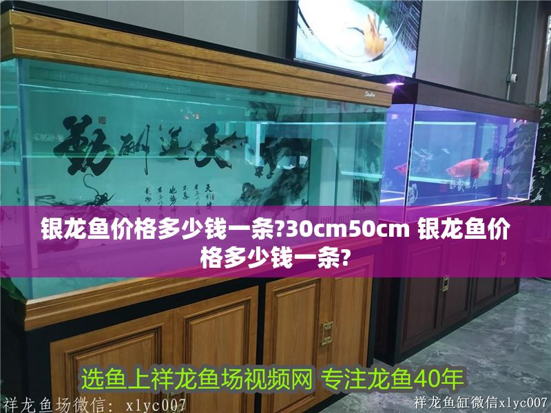 銀龍魚價(jià)格多少錢一條?30cm50cm 銀龍魚價(jià)格多少錢一條?
