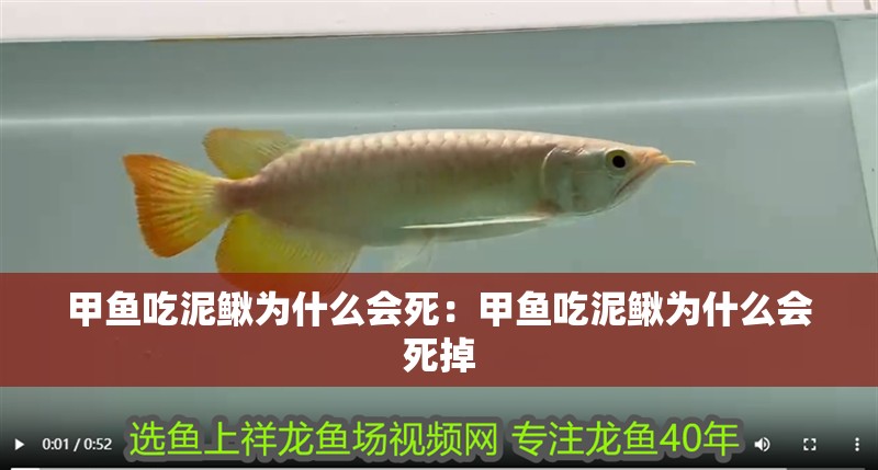 甲魚吃泥鰍為什么會死：甲魚吃泥鰍為什么會死掉