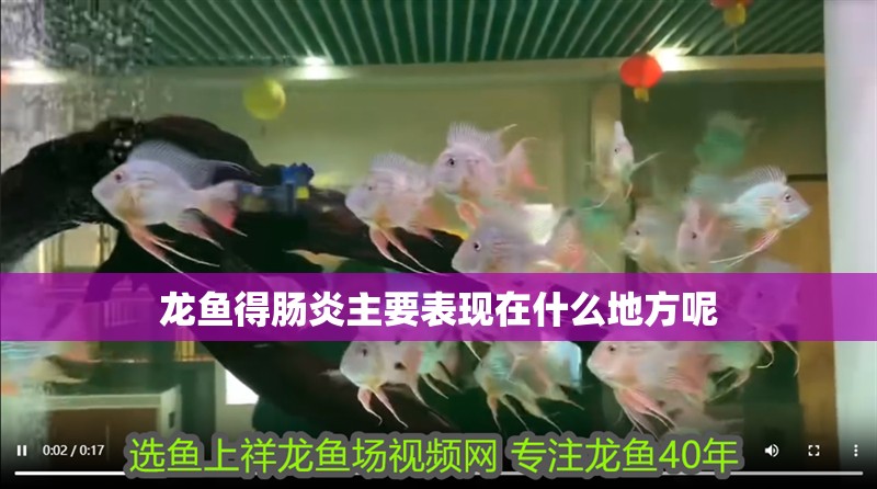 龍魚得腸炎主要表現在什么地方呢