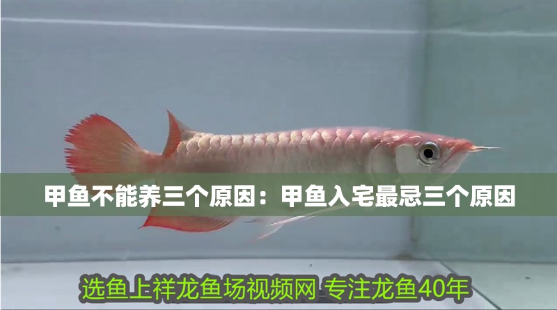 甲魚不能養三個原因:甲魚入宅最忌三個原因 龍魚百科 第2張 甲魚不能養三個原因:甲魚入宅最忌三個原因 甲魚不能養三個原因:甲魚入宅最忌三個原因 龍魚百科 第2張