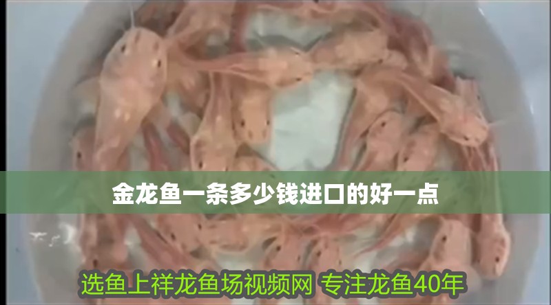 金龍魚(yú)一條多少錢(qián)進(jìn)口的好一點(diǎn)