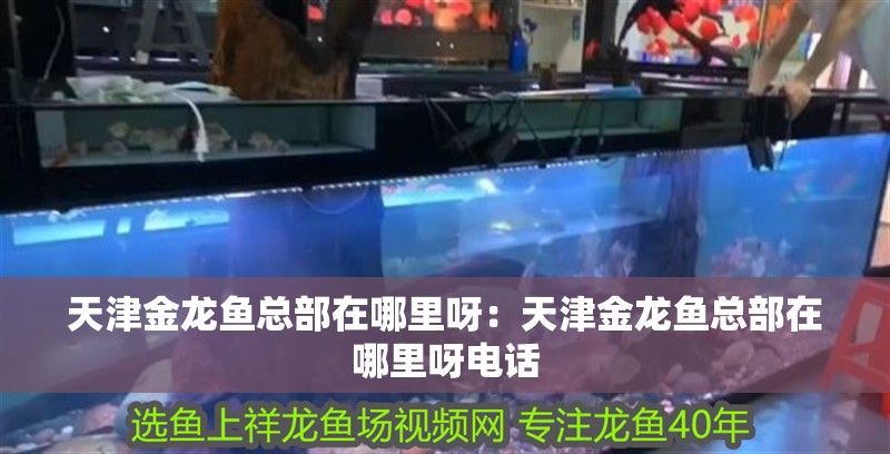 天津金龍魚總部在哪里呀：天津金龍魚總部在哪里呀電話