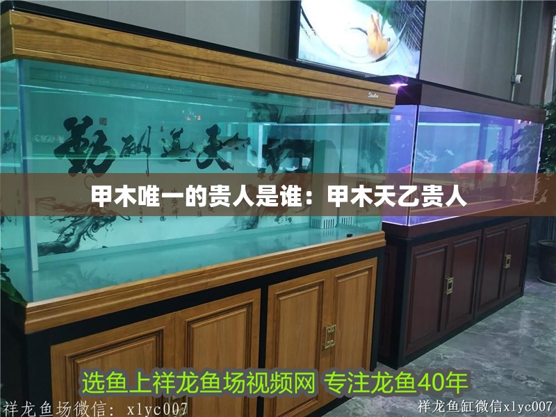 甲木唯一的貴人是誰：甲木天乙貴人