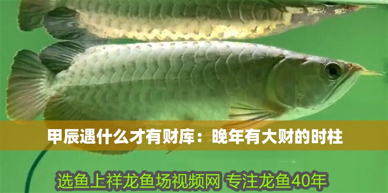 甲辰遇什么才有財庫:晚年有大財的時柱 龍魚百科 第2張 甲辰遇什么才有財庫:晚年有大財的時柱 甲辰遇什么才有財庫:晚年有大財的時柱 龍魚百科 第2張