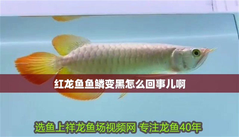 紅龍魚魚鱗變黑怎么回事兒啊