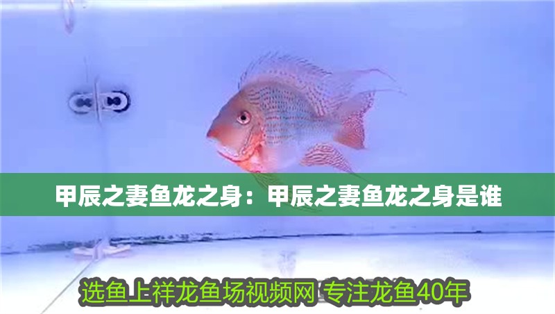 甲辰之妻魚龍之身:甲辰之妻魚龍之身是誰