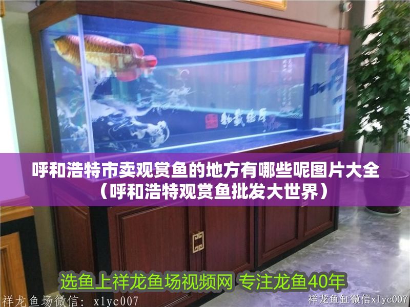 呼和浩特市賣觀賞魚的地方有哪些呢圖片大全（呼和浩特觀賞魚批發大世界）