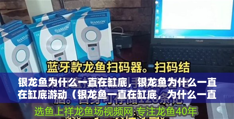 銀龍魚為什么一直在缸底，銀龍魚為什么一直在缸底游動（銀龍魚一直在缸底，為什么一直在缸底）