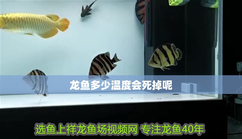 龍魚多少溫度會死掉呢