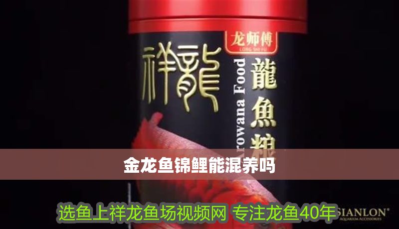 金龍魚錦鯉能混養(yǎng)嗎