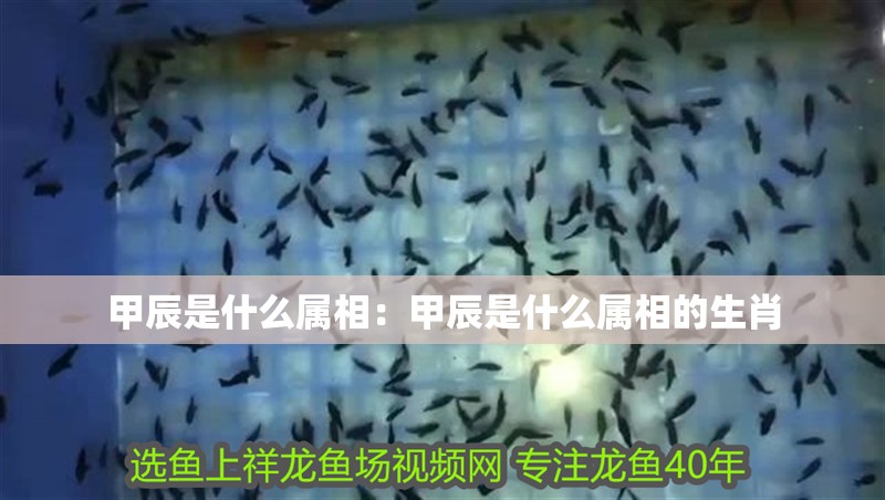 甲辰是什么屬相：甲辰是什么屬相的生肖