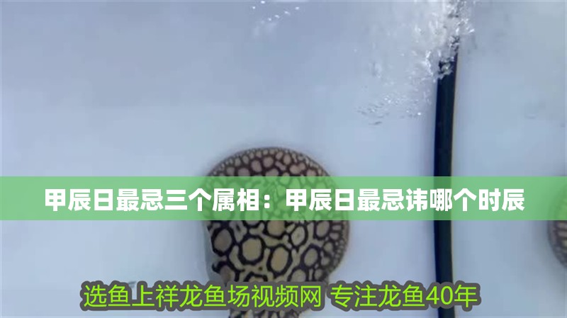 甲辰日最忌三個屬相：甲辰日最忌諱哪個時辰