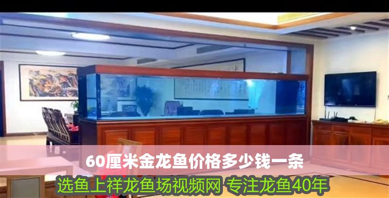 60厘米金龍魚價格多少錢一條