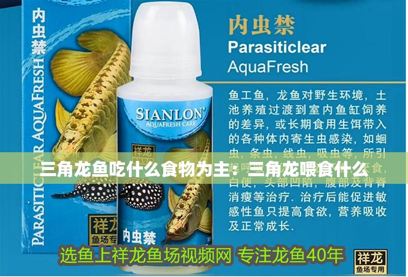 三角龍魚吃什么食物為主：三角龍喂食什么