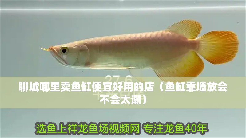 聊城哪里賣魚缸便宜好用的店（魚缸靠墻放會不會太潮）