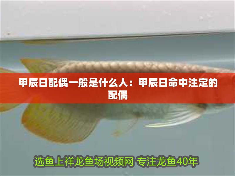 甲辰日配偶一般是什么人：甲辰日命中注定的配偶