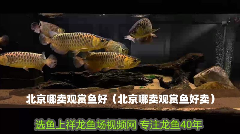 北京哪賣觀賞魚好（北京哪賣觀賞魚好賣）